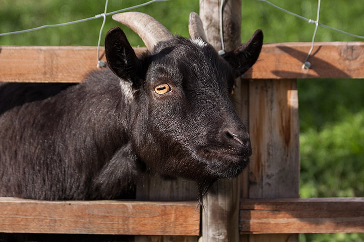 animale, negru, capra aegagrus hircus, caprine domestice, ferma, gard, capră