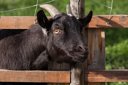 zviera, čierna, Capra aegagrus hircus, domáce kozie, farma, plot, koza