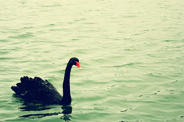черен лебед, зелена вода, спокойствие, темперамент