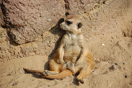 meerkat, animals, africa, zoo, lazy