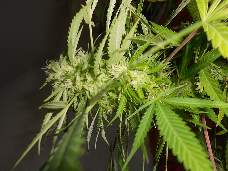 marijuana, mauvaises herbes, plante