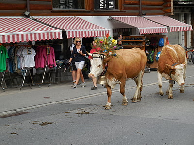 Swiss, kravy, hovädzí dobytok, stádo, Švajčiarsko, Európa, Alpine