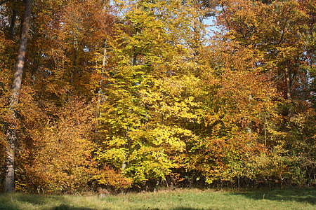 glade, jesenného lesa, listy, jeseň, objaví, Lístie pádu, farby jesene