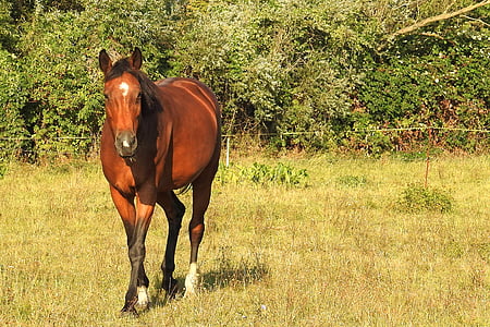 morning sun, horse, pasture, coupling