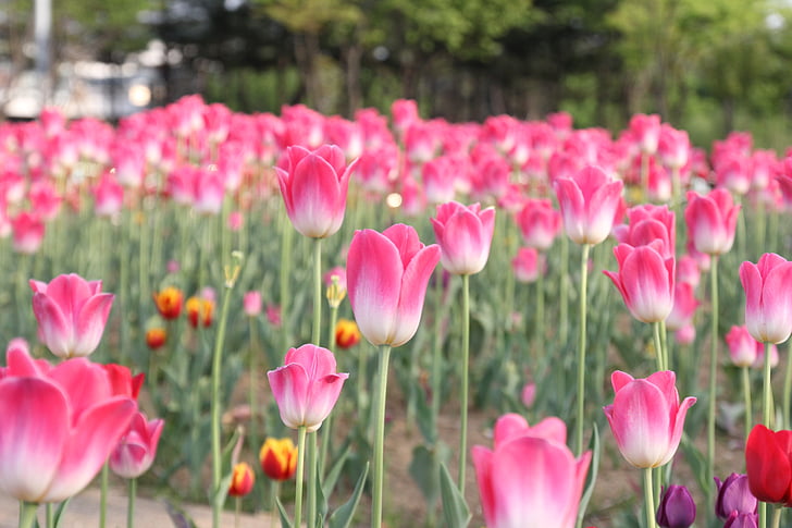 Tulipa, -de-rosa, flor, flor, campo, fresco, floral