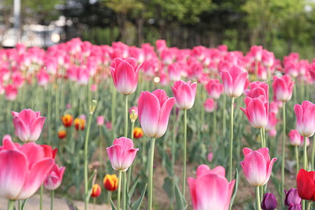 Tulip, merah muda, bunga, Blossom, bidang, segar, bunga