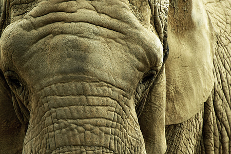 Elefant, Savannah, Afrika, Tiere, Tier, Elephant Savanne, Zoo