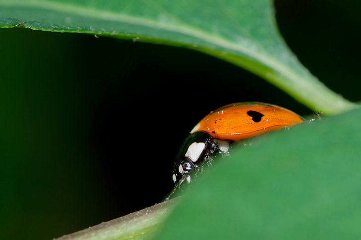 Ladybug, detaljer, Ladybird, sedmitečné, insekt, makro, løvverk