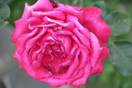 Rosa, flors silvestres, flor, floral, planta, natural, flor