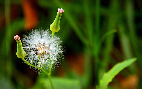 dandelion, bokeh, flower of the field