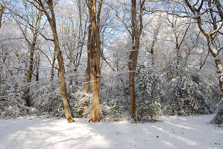 śnieg, zimowe, lasu, drzewo, opady śniegu, zimno, mrożone
