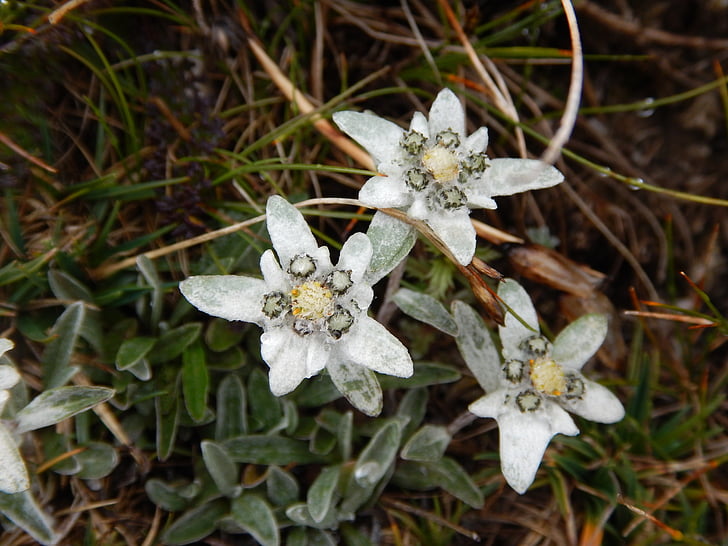 Edelweiss, Alpenblume, in der Nähe, alpine Edelweiss