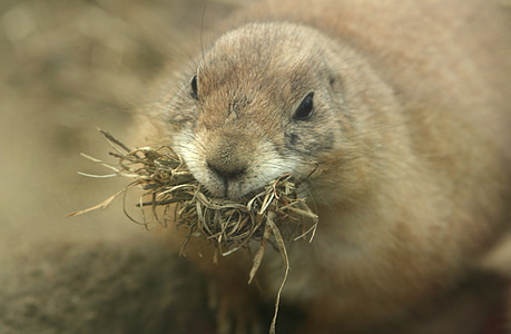 nager, nest building, animal, rodents, prairie dog, nest, brown