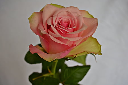 bunga, mawar, bunga, Pink rose, naik, merah muda, alam