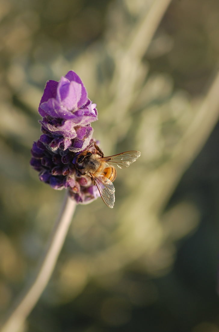 lavendel, haven, Bee, pollen