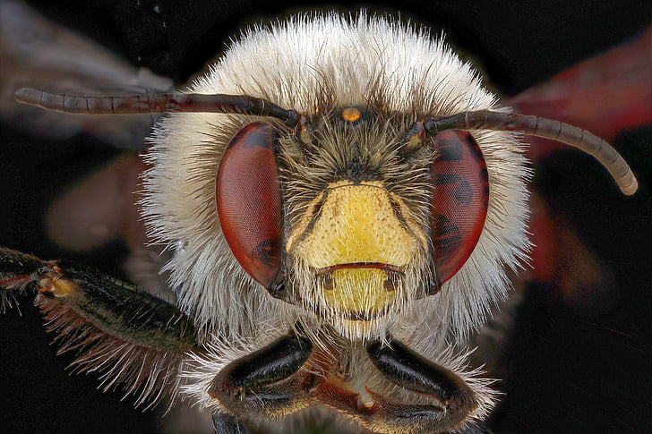 včela, Leucojum, bomboides, muž, makro, křídla, včely
