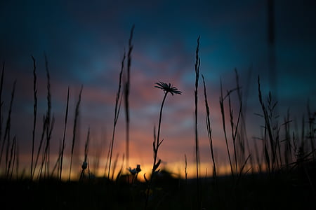 solopgang, Desktop baggrund, blomst, Sky, morgen, skyer, Smuk