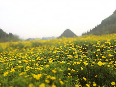 margarides grogues, Xina guizhou, Mar de flors, primavera, país, natura, flor