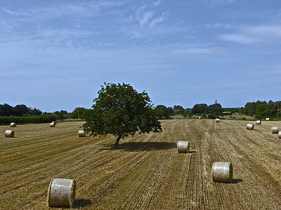 hay bales, farming, agricultural, harvest, hay, crop, countryside