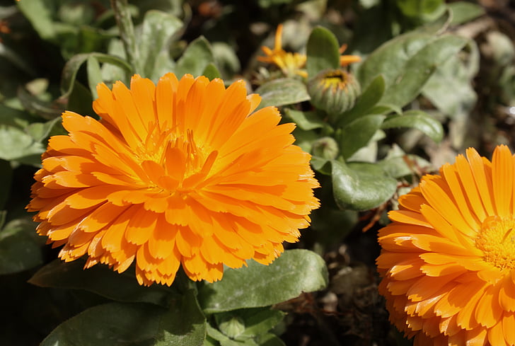 kwiat, pomarańczowy, ogród
