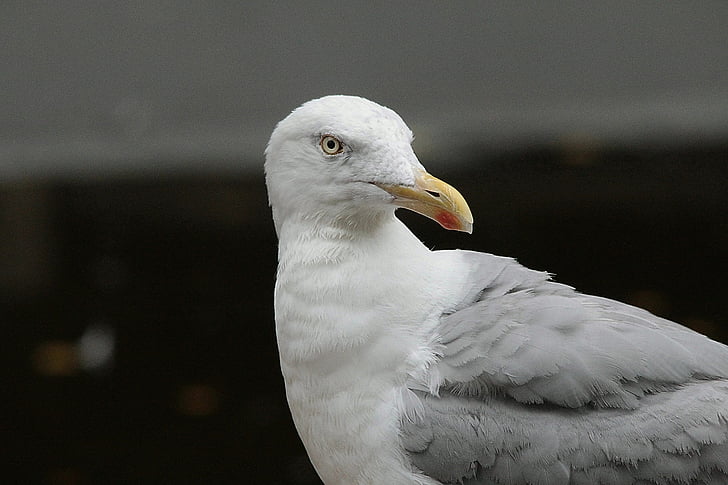 Harmaalokki, Herring gull, lokit, Larus argentatus, Laridae, isoa, seevogel, Sea