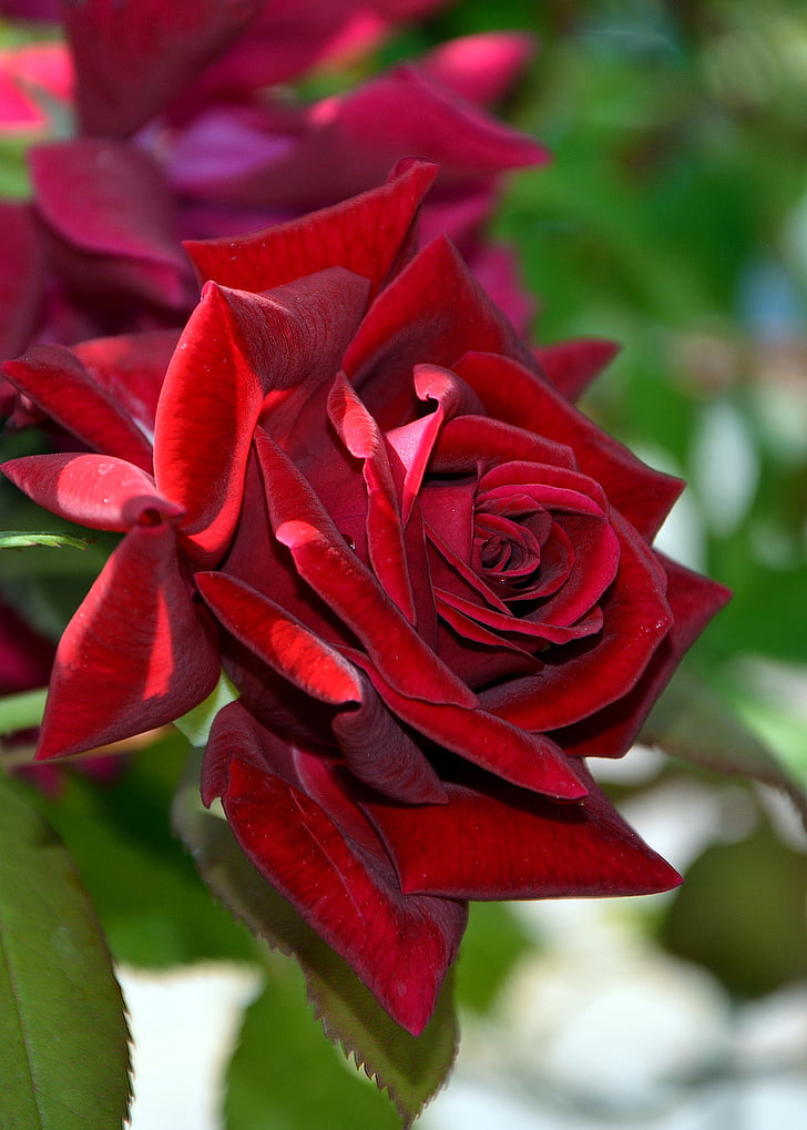 τριαντάφυλλο, φύση, μακροεντολή, φυτό, Κλείστε, εικόνα λουλουδιών, κόκκινο