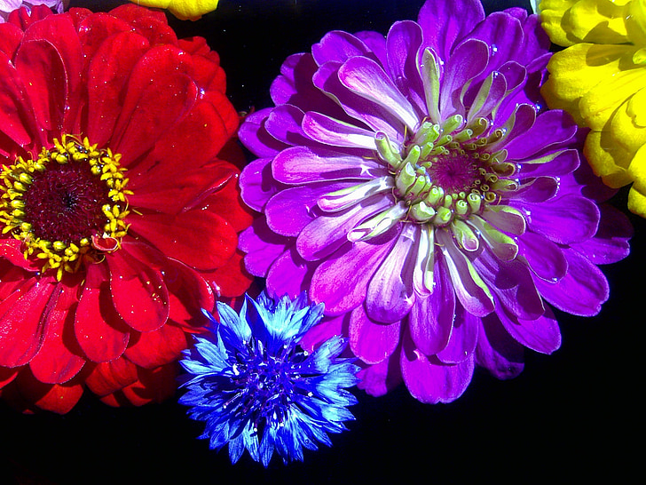fleurs, fermer, rouge, Purple