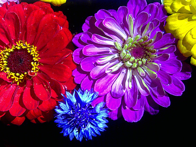 bunga, Tutup, merah, ungu