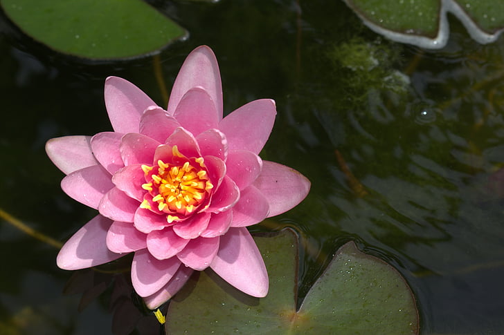 Lotus, estanque, color de rosa, naturaleza, flores, belleza, rosa