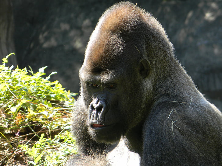 gorilla, silverback, Wildlife, Safari, primat, abe, APE
