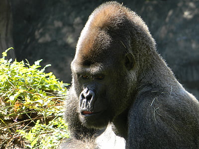 gorilla, silverback, wildlife, safari, primate, monkey, ape