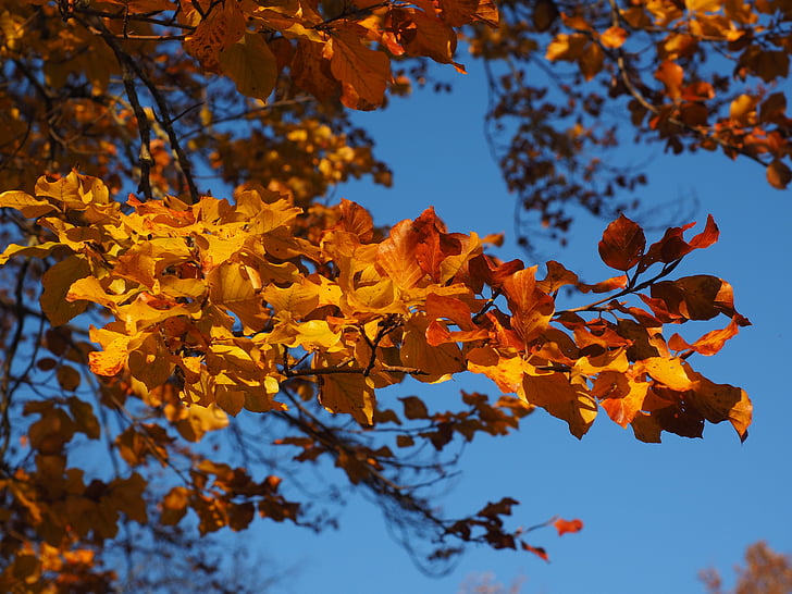 ramo, foglie, faggio, fogliame di caduta, d'oro, colore di caduta, colorato