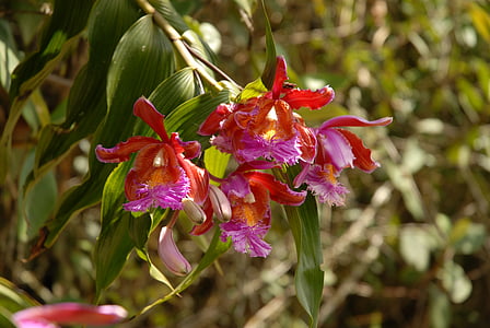 orchidėja, rožinė, violetinė, gėlė, Egzotiški, Gamta, augalų