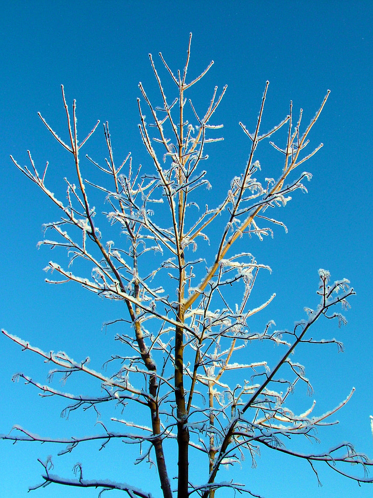 tree, nature, sunny, sky, blue sky, branches, finnish