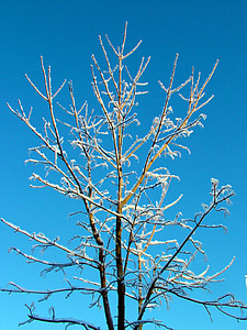 árvore, natureza, ensolarado, céu, céu azul, Ramos, Finlandês