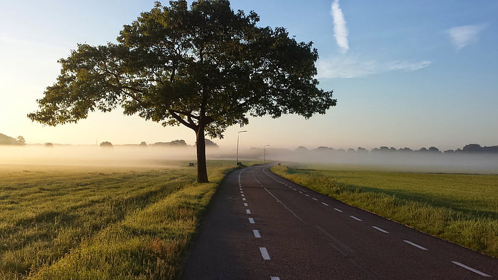 road, tree, fog, foggy, country, country road, landscape