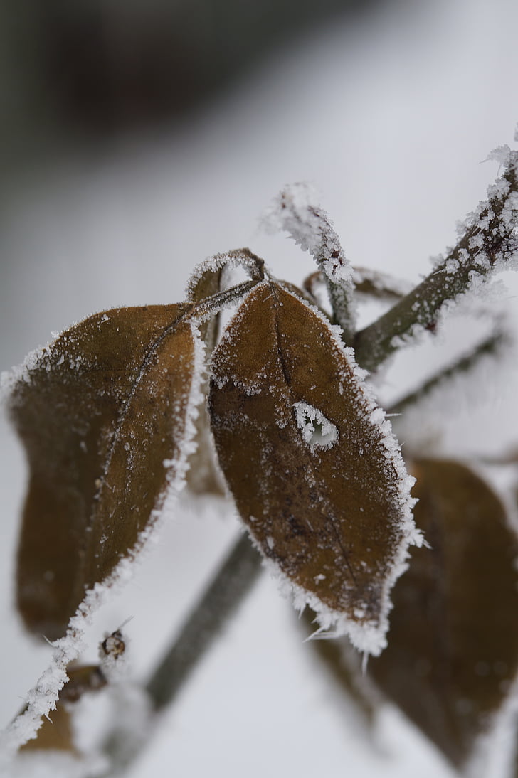 branch, iced, icy, hoarfrost, leaves, winter, cold