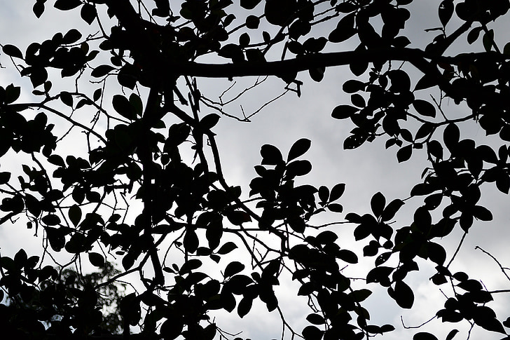 les leafs de noir, nuages, hanté, mystère, Tout à fait, Sri lanka, Mawanella