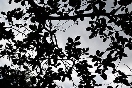 frunze negre, nori, bântuit, mister, destul, Sri lanka, mawanella