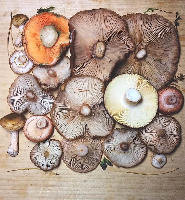 mushrooms, forest, collector, big hat, edible, food