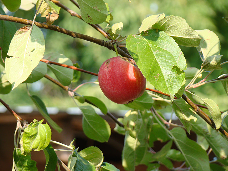 verano, hojas, árbol de manzana, manzanas, naturaleza
