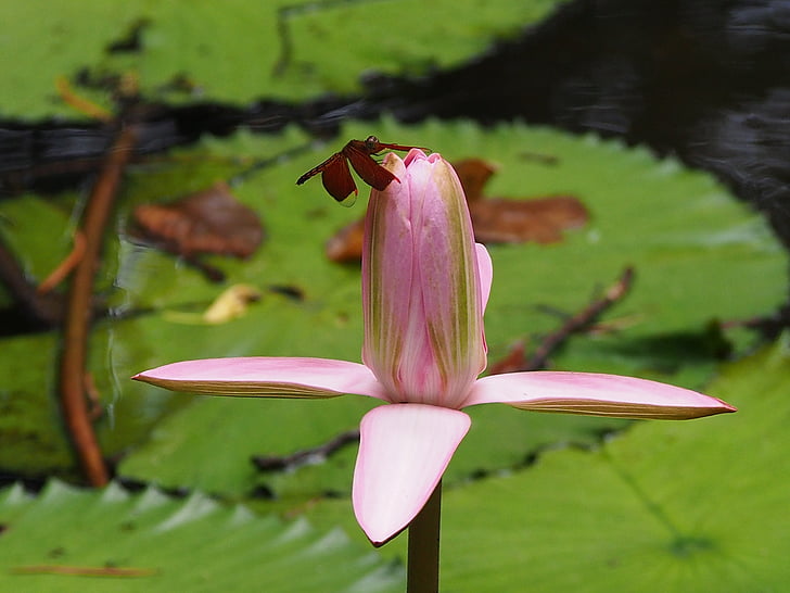 dragonfly, lotus, 觸