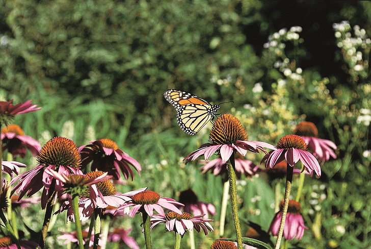 Monarch butterfly, jeżówki, fioletowy prairie, owad, nektar, pyłek, Płatek