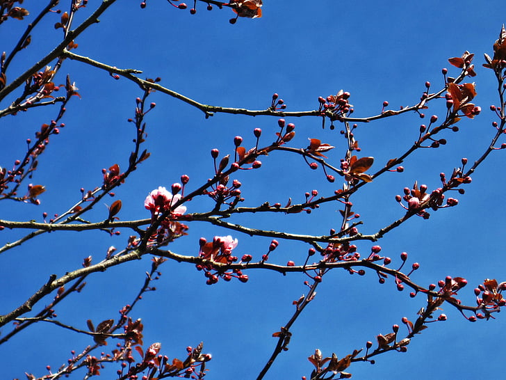 Wild cherry blossoms, forår, blå himmel, træ, natur, april, Blossom