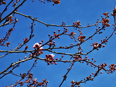 Wild cherry zied, Pavasaris, zilas debesis, koks, daba, aprīlis, zieds