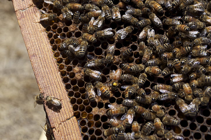 honning, honningbien, Honey jar, Bee, insekter, bier, insekt