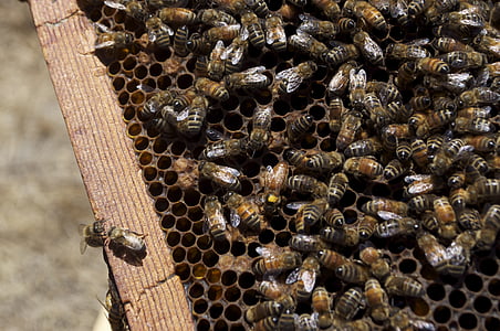мед, медоносната пчела, мед буркан, пчела, насекоми, пчели, насекоми