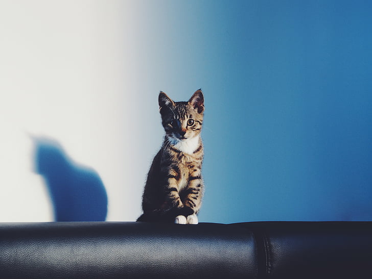 animal, chat, félin, chaton, animal de compagnie, ombre, tabby