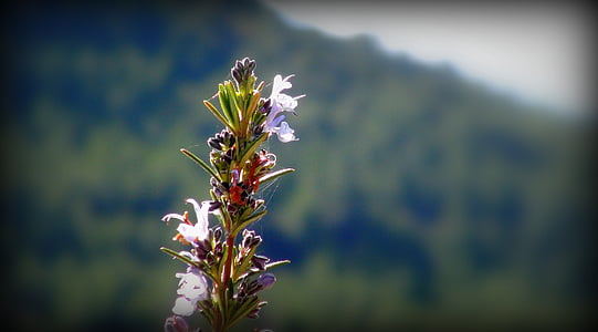 tanaman, Rosemary, vegetasi, Gunung