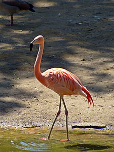 Flamingo, burung, alam, merah muda, bulu, bulu, burung eksotis